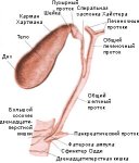 Дискинезия желчевыводящих путей