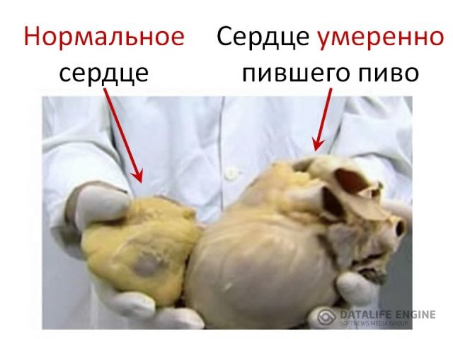 «бычье сердце»