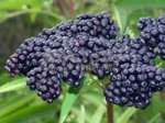 Бузина черная