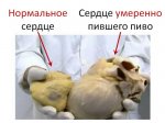 «бычье сердце»
